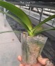 Phal. Coral '125' 2.8''