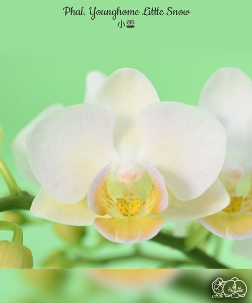 Phal. Younghome Little Snow 3.0" УЦЕНКА (мех. повр. лист.)