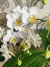 Phal. Younghome Little Snow 3.0" УЦЕНКА (мех. повр. лист.)