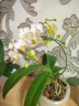 Phal. Younghome Little Snow 3.0" УЦЕНКА (мех. повр. лист.)