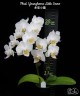 Phal. Younghome Little Snow 3.0" УЦЕНКА (мех. повр. лист.)