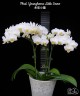 Phal. Younghome Little Snow 3.0" УЦЕНКА (мех. повр. лист.)