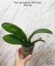 Phal. Younghome Little Snow 3.0" УЦЕНКА (мех. повр. лист.)
