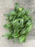 Phal. Younghome Little Snow 3.0" УЦЕНКА (мех. повр. лист.)