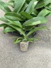 Phal. Younghome Little Snow 3.0" УЦЕНКА (мех. повр. лист.)