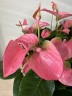 Anthurium andreanum 'Pink Champion' Ø 9 см