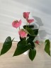 Anthurium andreanum 'Pink Champion' Ø 9 см