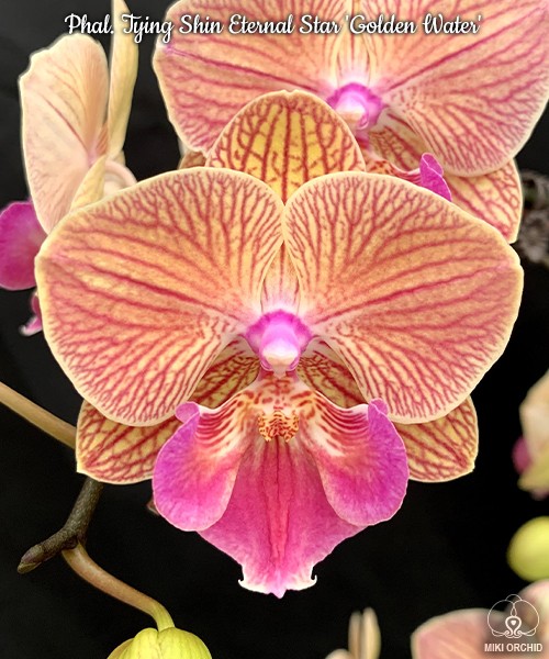 Phal. Tying Shin Eternal Star 'Golden Water' 2.5''