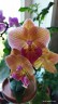 Phal. Tying Shin Eternal Star 'Golden Water' 2.5''