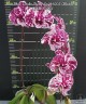 Phal. Lioulin Pretty Lip '04001' (Black) 2.5''