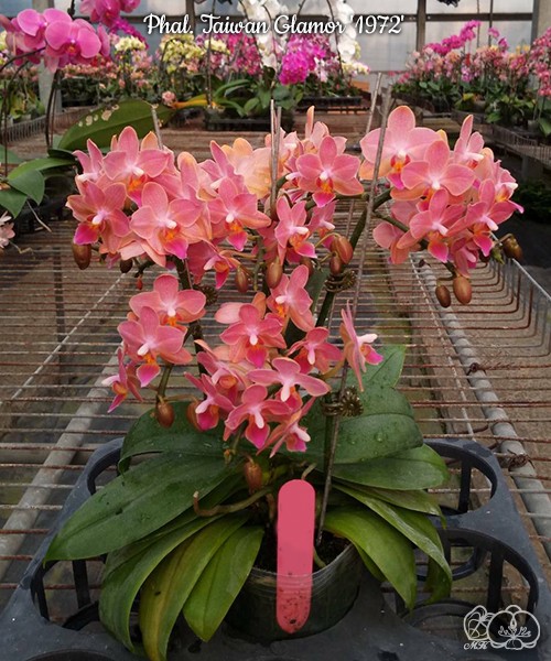 Phal. Taiwan Glamor '1972' 2.5"