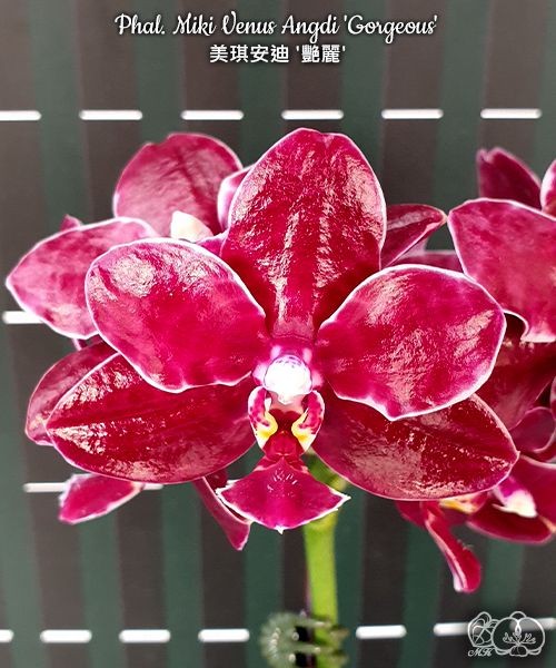 Phal. Miki Venus Angdi ''Gorgeous' 2.5''