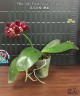Phal. Miki Venus Angdi ''Gorgeous' 2.5''