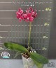 Phal. Miki Venus Angdi ''Gorgeous' 2.5''
