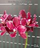 Phal. Miki Venus Angdi ''Gorgeous' 2.5''