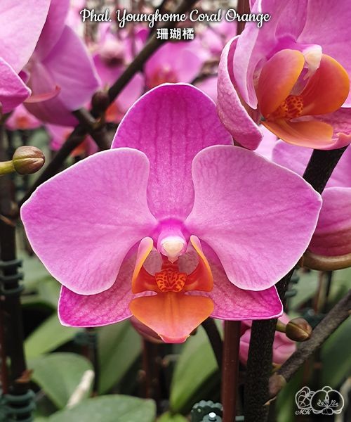 Phal. Younghome Coral Orange 2.5"
