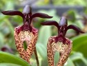 Bulb. breviscapum × sib 2.5"