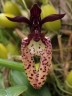Bulb. breviscapum × sib 2.5"