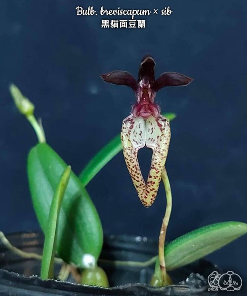 Bulb. breviscapum × sib 2.5"