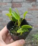Bulb. breviscapum × sib 2.5"