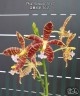 Phal. Almanis '3045' 2.5''
