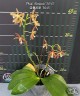 Phal. Almanis '3045' 2.5''