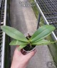 Phal. Almanis '3045' 2.5''