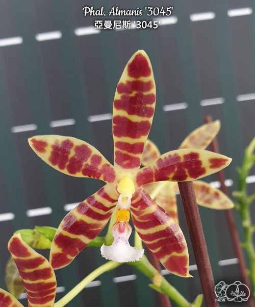 Phal. Almanis '3045' 2.5''