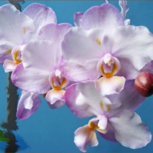 Phal. Liu's Sakura 'KF' 2.5'' УЦЕНКА (мех. повр. лист.)