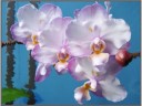 Phal. Liu's Sakura 'KF' 2.5'' УЦЕНКА (мех. повр. лист.)