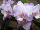 Phal. Liu's Sakura 'KF' 2.5'' УЦЕНКА (мех. повр. лист.)