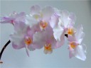Phal. Liu's Sakura 'KF' 2.5'' УЦЕНКА (мех. повр. лист.)