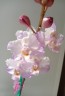 Phal. Liu's Sakura 'KF' 2.5'' УЦЕНКА (мех. повр. лист.)