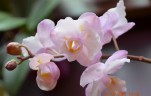 Phal. Liu's Sakura 'KF' 2.5'' УЦЕНКА (мех. повр. лист.)