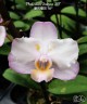Phal. Liu's Sakura 'KF' 2.5'' УЦЕНКА (мех. повр. лист.)