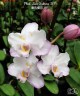 Phal. Liu's Sakura 'KF' 2.5'' УЦЕНКА (мех. повр. лист.)