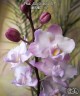 Phal. Liu's Sakura 'KF' 2.5'' УЦЕНКА (мех. повр. лист.)
