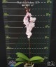 Phal. Liu's Sakura 'KF' 2.5'' УЦЕНКА (мех. повр. лист.)