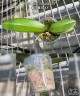Phal. Liu's Sakura 'KF' 2.5'' УЦЕНКА (мех. повр. лист.)
