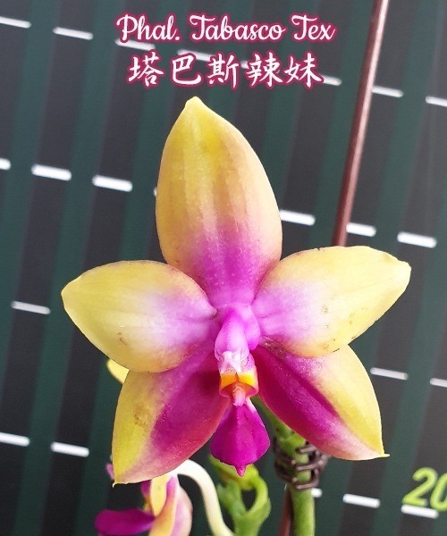 Phal. Tabasco Tex	2.5"