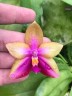 Phal. Tabasco Tex	2.5"