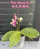 Phal. Tabasco Tex	2.5"
