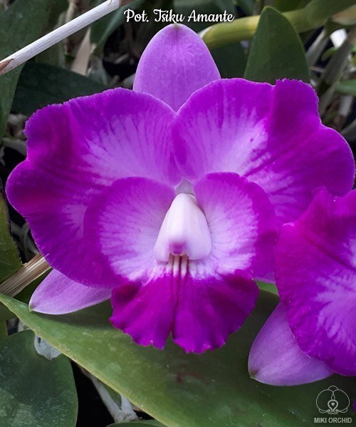 Pot. Tsiku Amante 2.5"