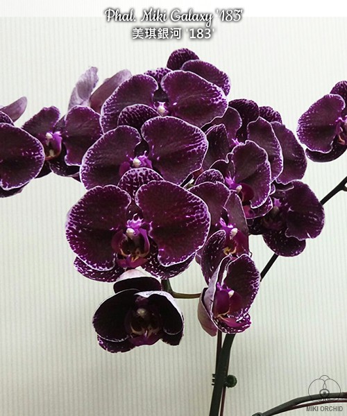 Phal. Miki Galaxy '183' 2.5''