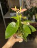 Anthurium andreanum 'Spirit' Ø 6 см