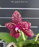 Phal. Yaphon Black Rose 2.5''