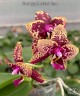 Phal. Yaphon Black Rose 2.5''