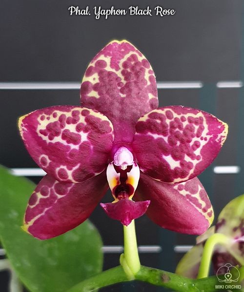 Phal. Yaphon Black Rose 2.5''