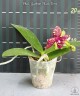 Phal. Yaphon Black Rose 2.5''