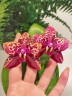 Phal. Yaphon Black Rose 2.5''